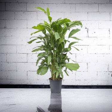 Fish Tail Palm Plant , Caryota Palm, Fish Tail Palm Care Guide, Indoor Palm Plant, Buy Fish Tail Palm Online